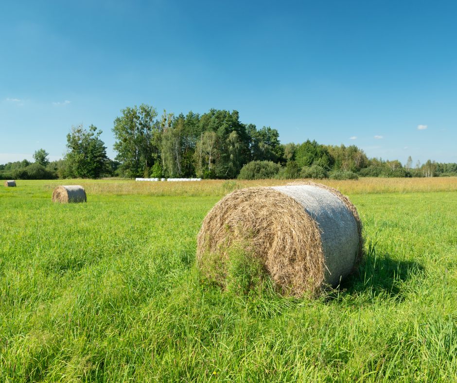 Maximising the Summer Harvest